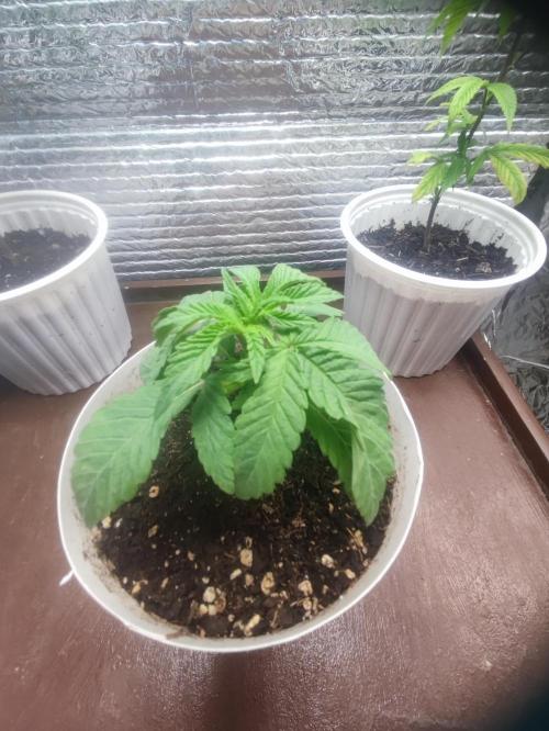 Chocolate Cream BSF. Week 2