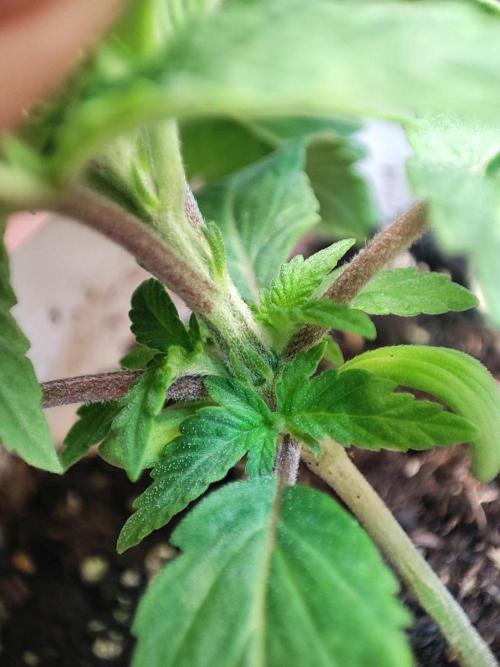 Chocolate Cream BSF. Week 2