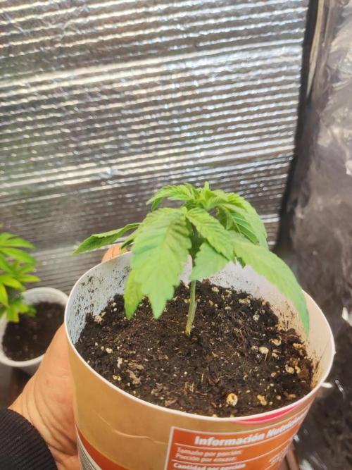 Chocolate Cream BSF. Week 2