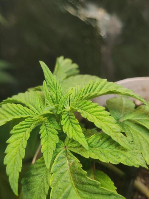 Chocolate Cream BSF. Week 2