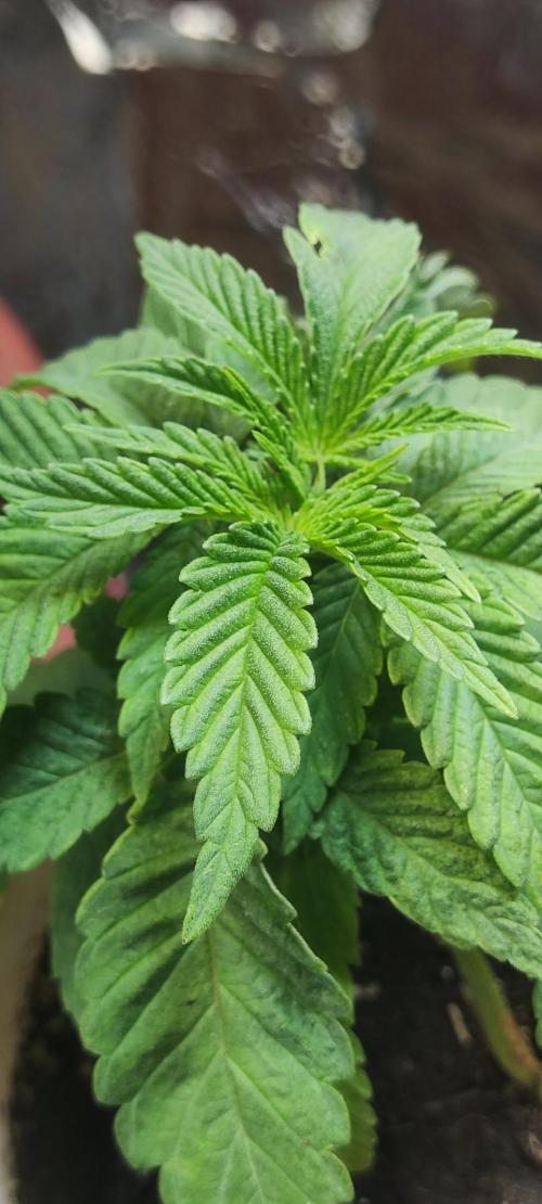 Chocolate Cream BSF. Week 3