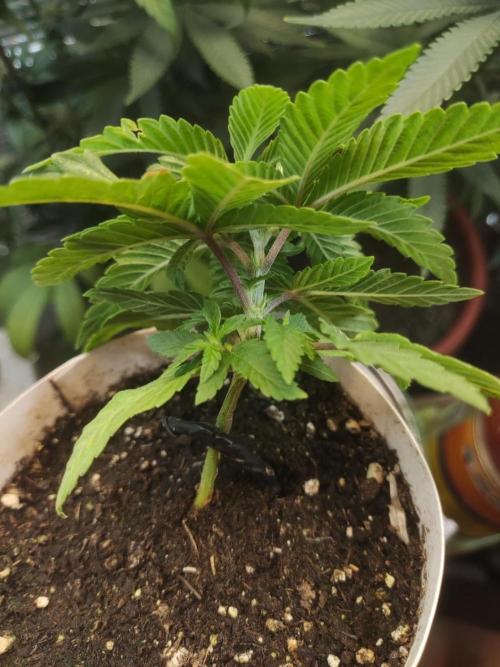 Chocolate Cream BSF. Week 3