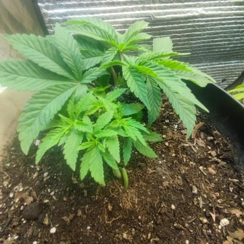 Chocolate Cream BSF. Week 3