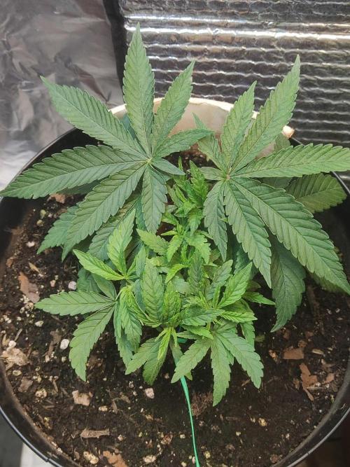 Chocolate Cream BSF. Week 4