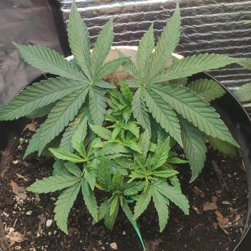 Chocolate Cream BSF. Week 4