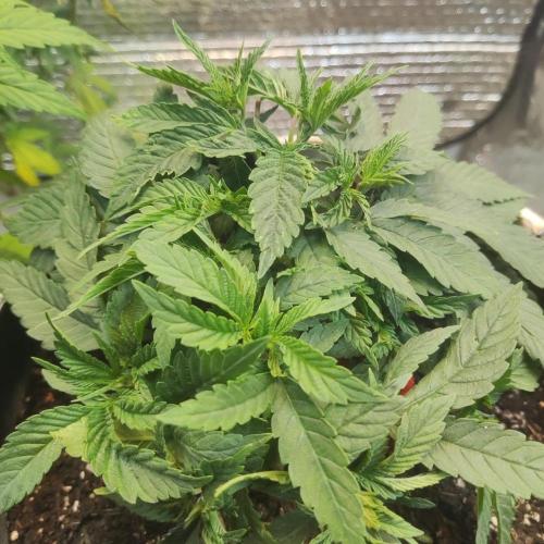 Chocolate Cream BSF. Week 4