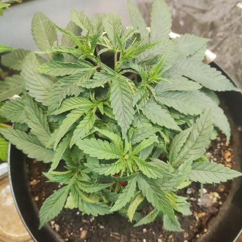 Chocolate Cream BSF. Week 4