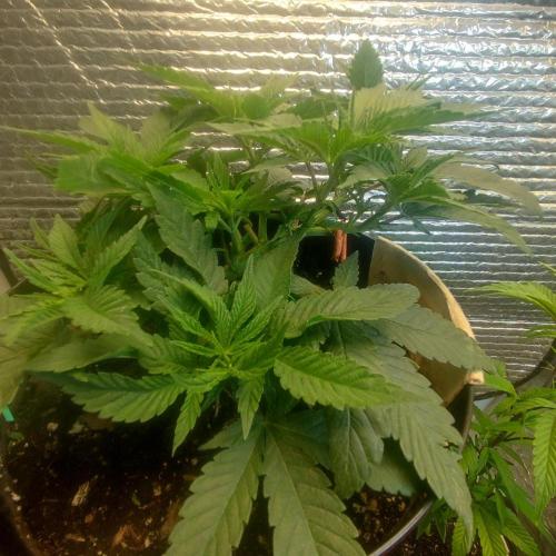 Choco Cream BSF. Week 4