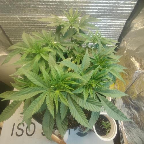 Choco Cream BSF. Week 5