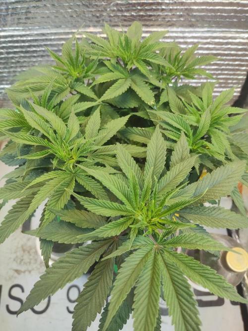 Choco Cream BSF. Week 6