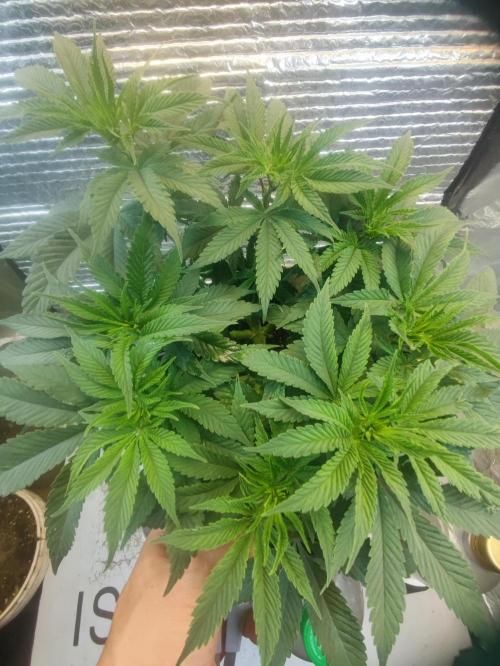 Choco Cream BSF. Week 6