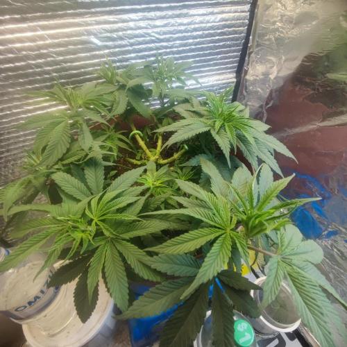 Choco Cream BSF. Week 5