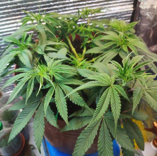 Choco Cream BSF. Week 6