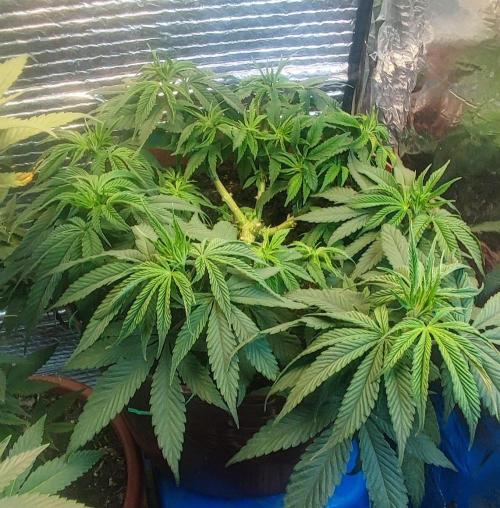 Choco Cream BSF. Week 6