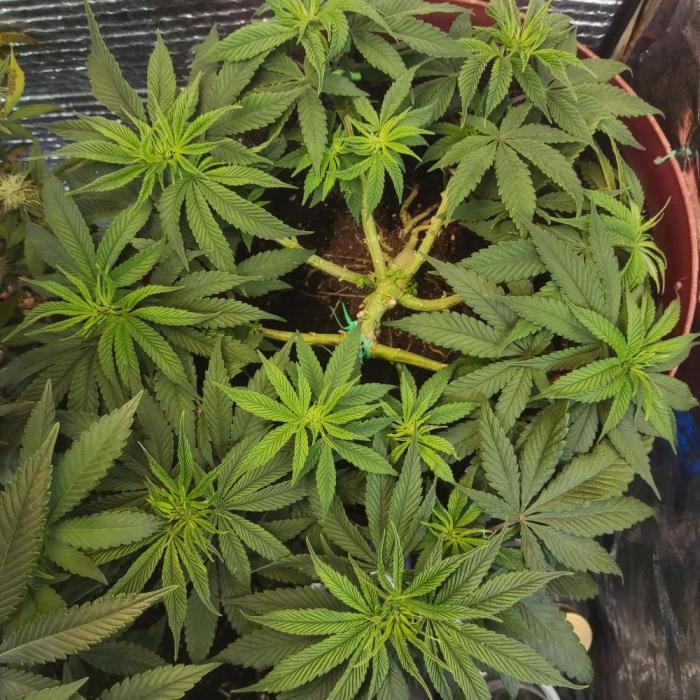 Choco Cream BSF. Week 7