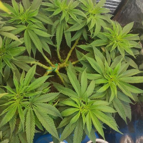 Choco Cream BSF. Week 7