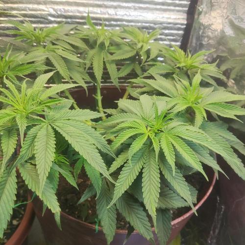 Choco Cream BSF. Week 7