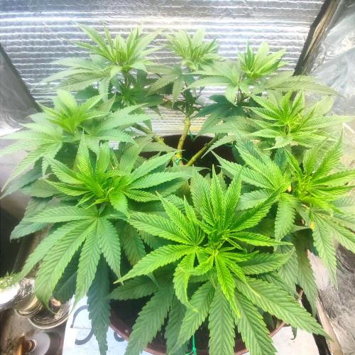 Choco Cream BSF. Week 7