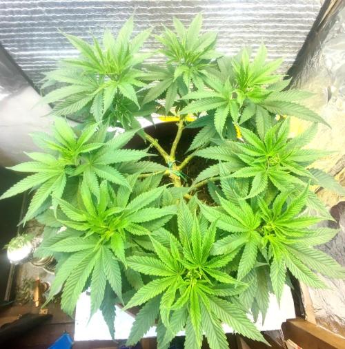 Choco Cream BSF. Week 7