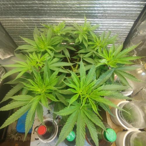 Choco Cream BSF. Week 7