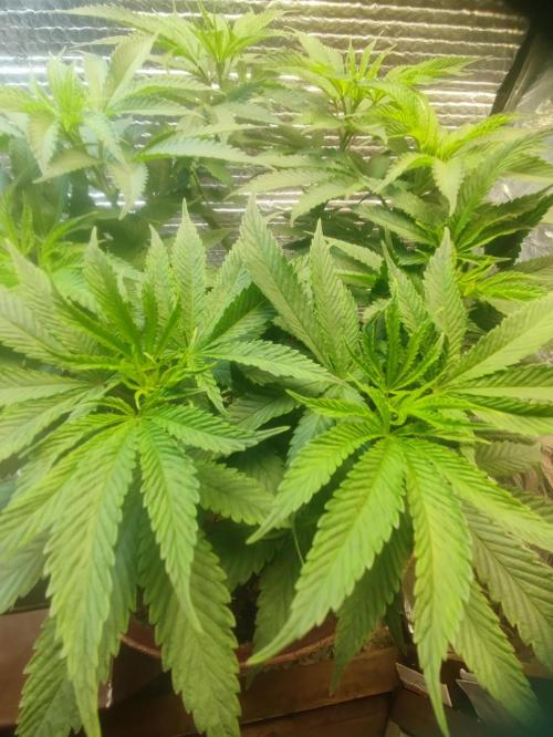 Choco Cream BSF. Week 8