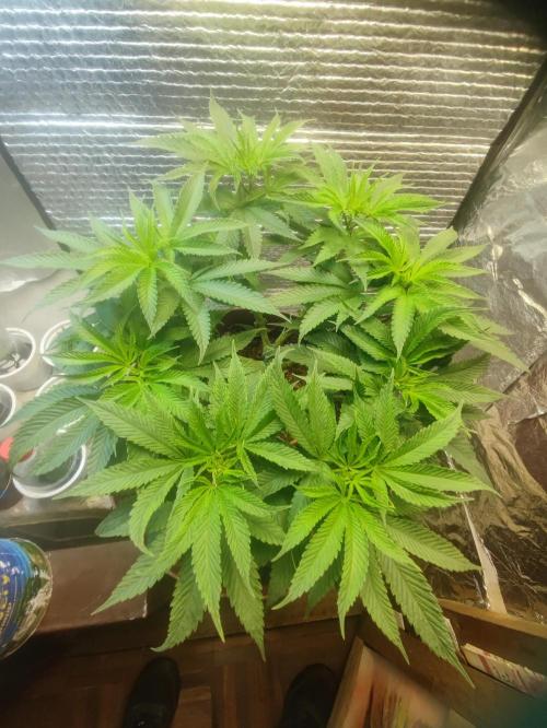 Choco Cream BSF. Week 8