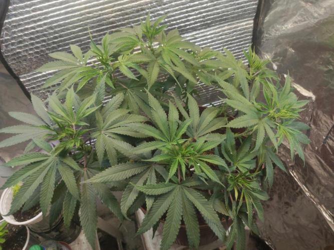 Choco Cream BSF. Week 8