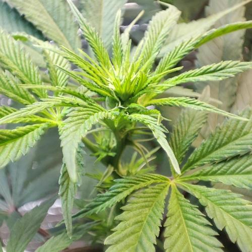 Choco Cream BSF. Week 9