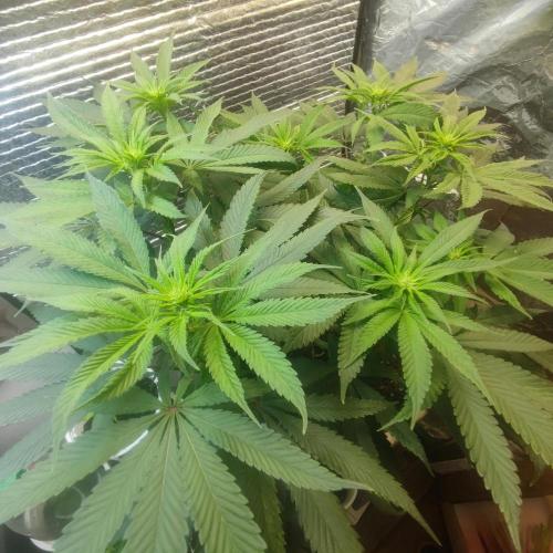 Choco Cream BSF. Week 9