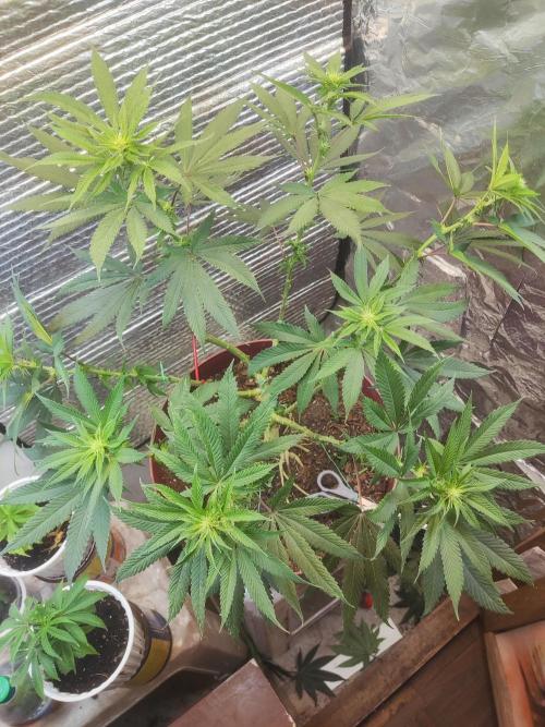 Choco Cream BSF. Week 9