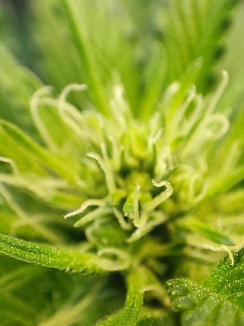 Choco Cream BSF. Week 9