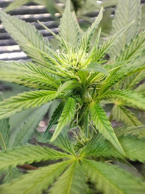 Choco Cream BSF. Week 9