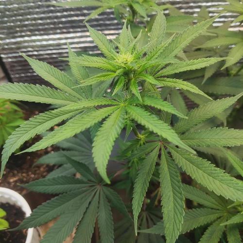 Choco Cream BSF. Week 9