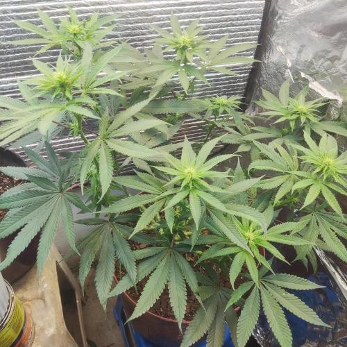 Choco Cream BSF. Week 9