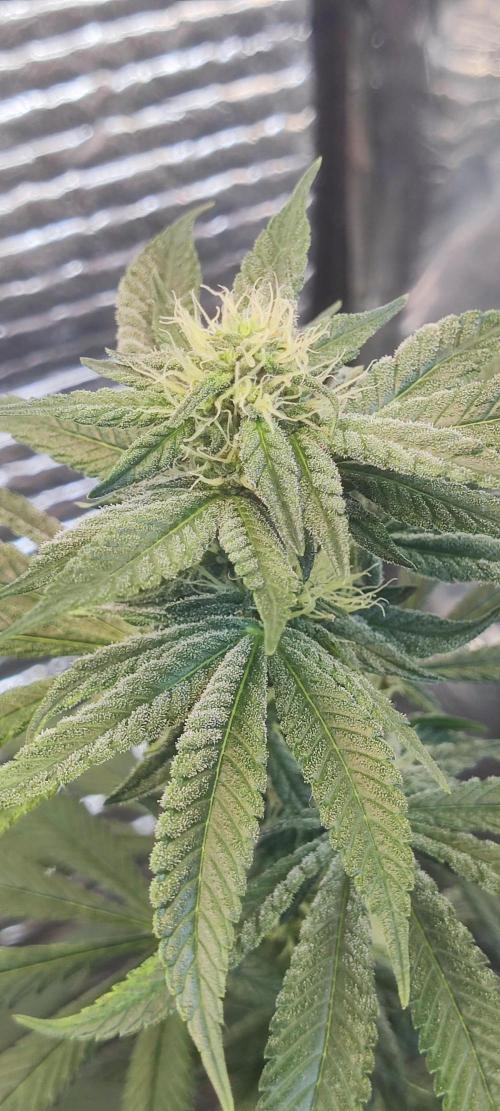 Choco Cream BSF. Week 11