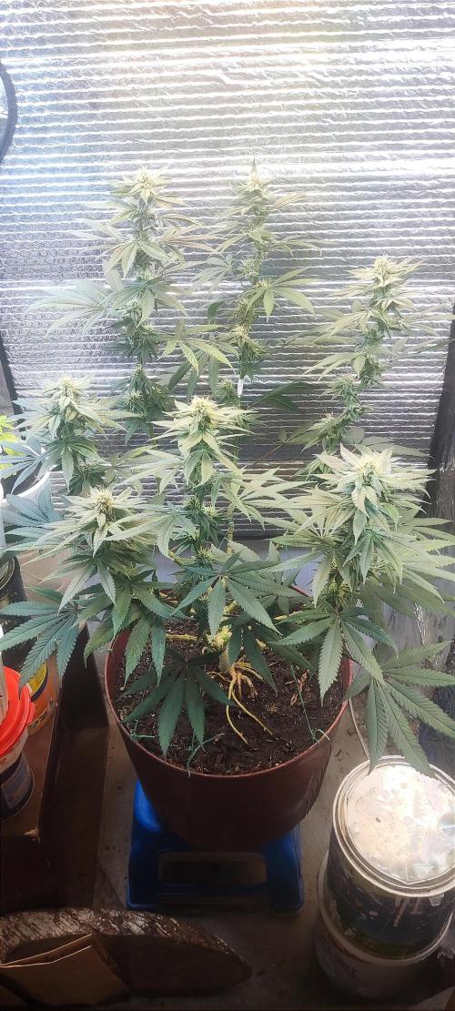 Choco Cream BSF. Week 11