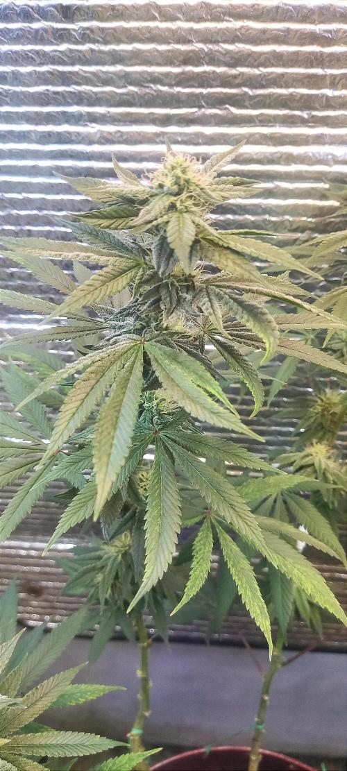 Choco Cream BSF. Week 11