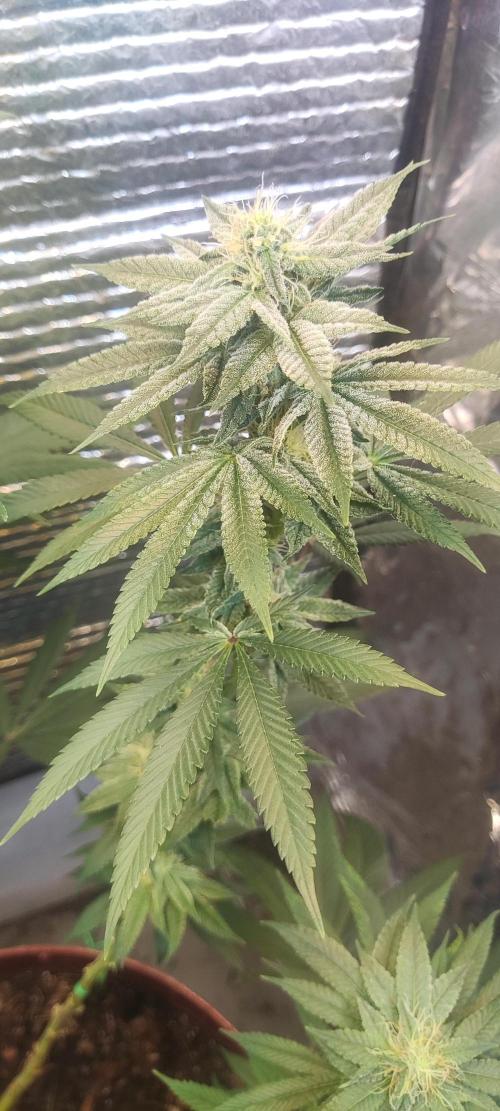 Choco Cream BSF. Week 11