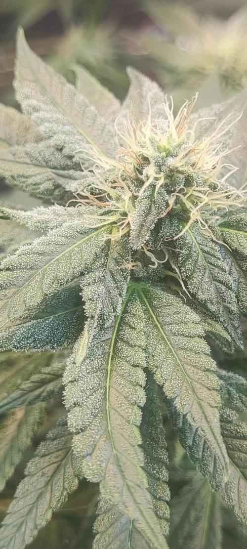 Choco Cream BSF. Week 11