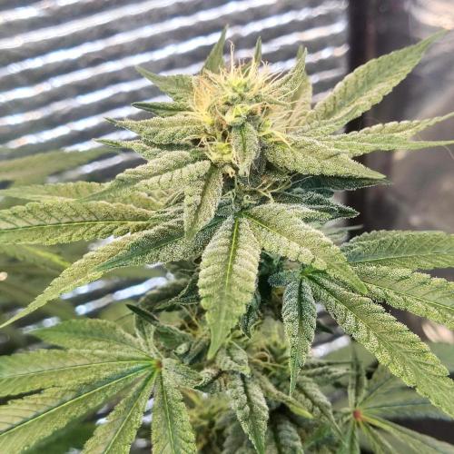 Choco Cream BSF. Week 12