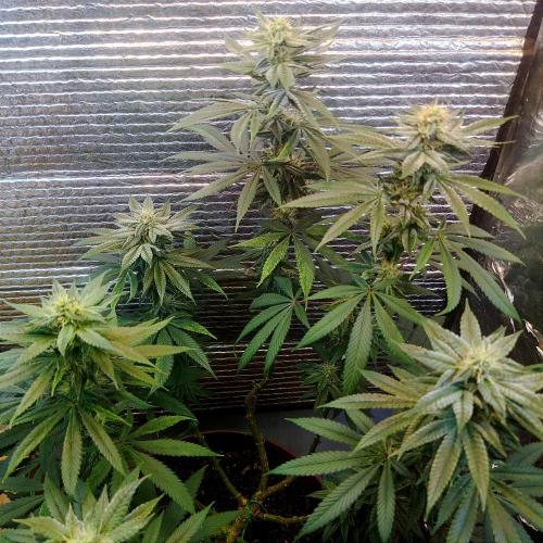 Choco Cream BSF. Week 12