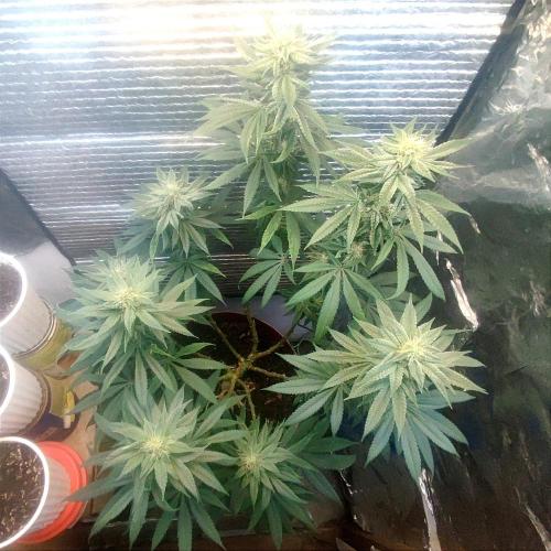 Choco Cream BSF. Week 12