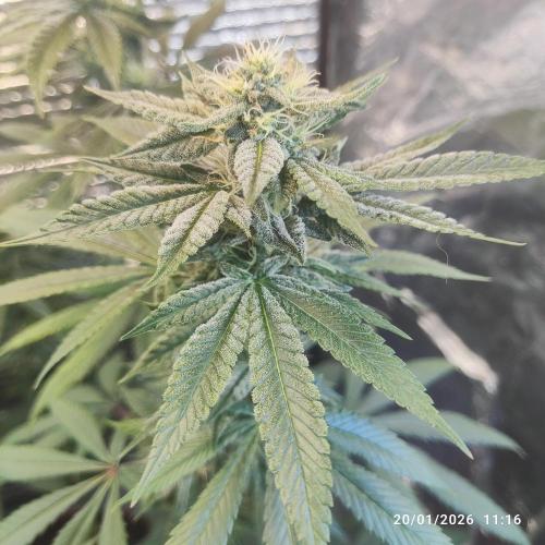 Choco Cream BSF. Week 12