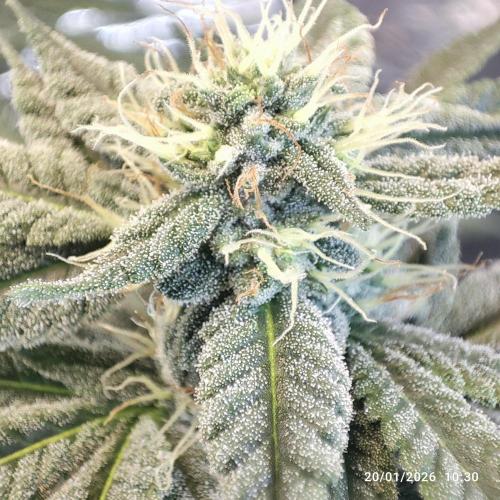 Choco Cream BSF. Week 12