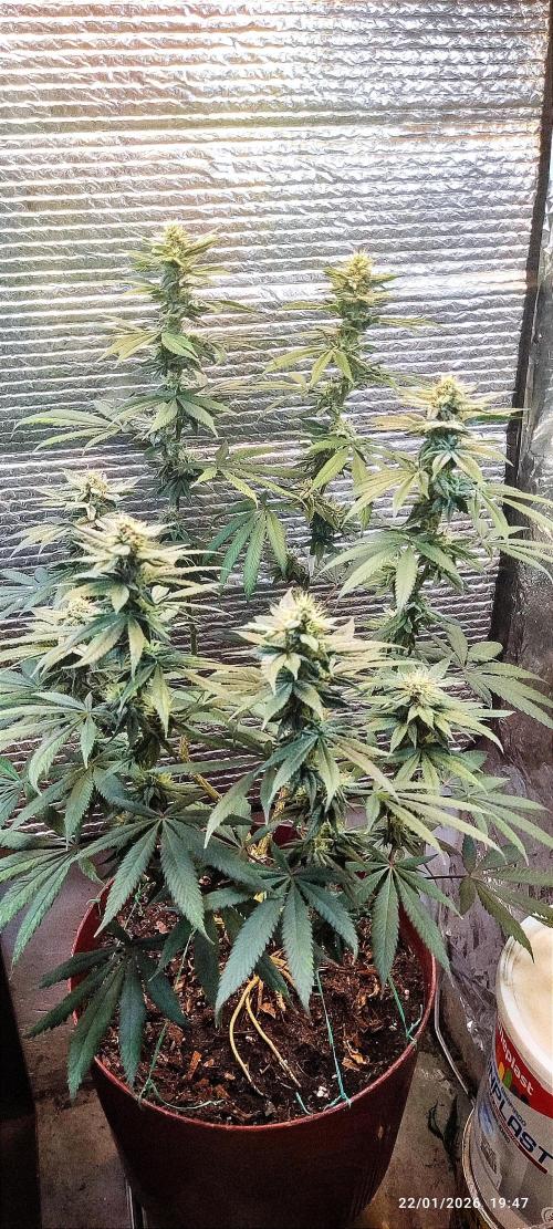 Choco Cream BSF. Week 12