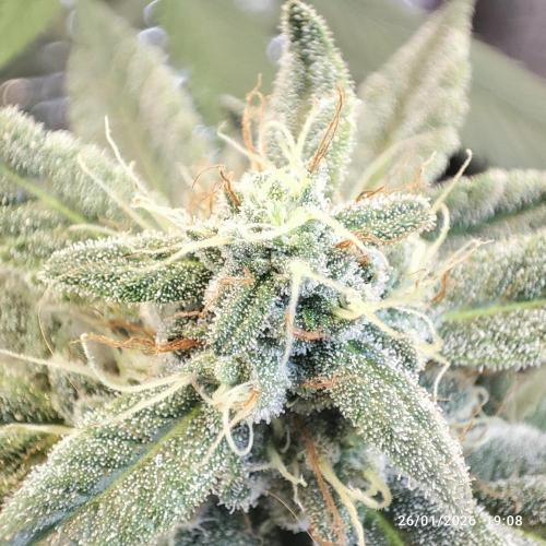 Choco Cream BSF. Week 13