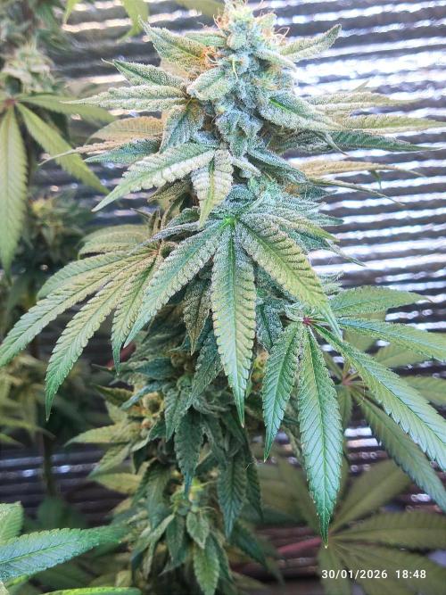 Choco Cream BSF. Week 13