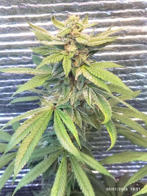 Choco Cream BSF. Week 13