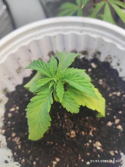 Choco Cream. Week 1