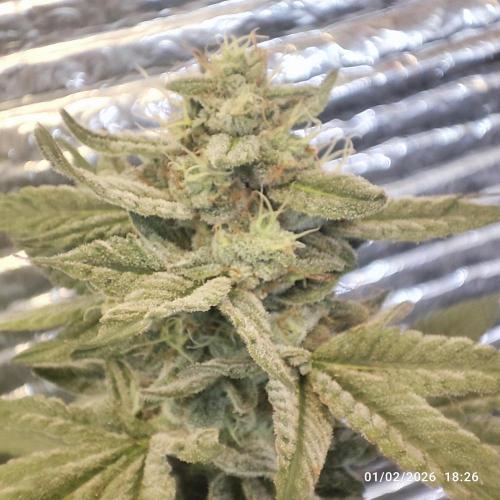 Choco Cream BSF. Week 14